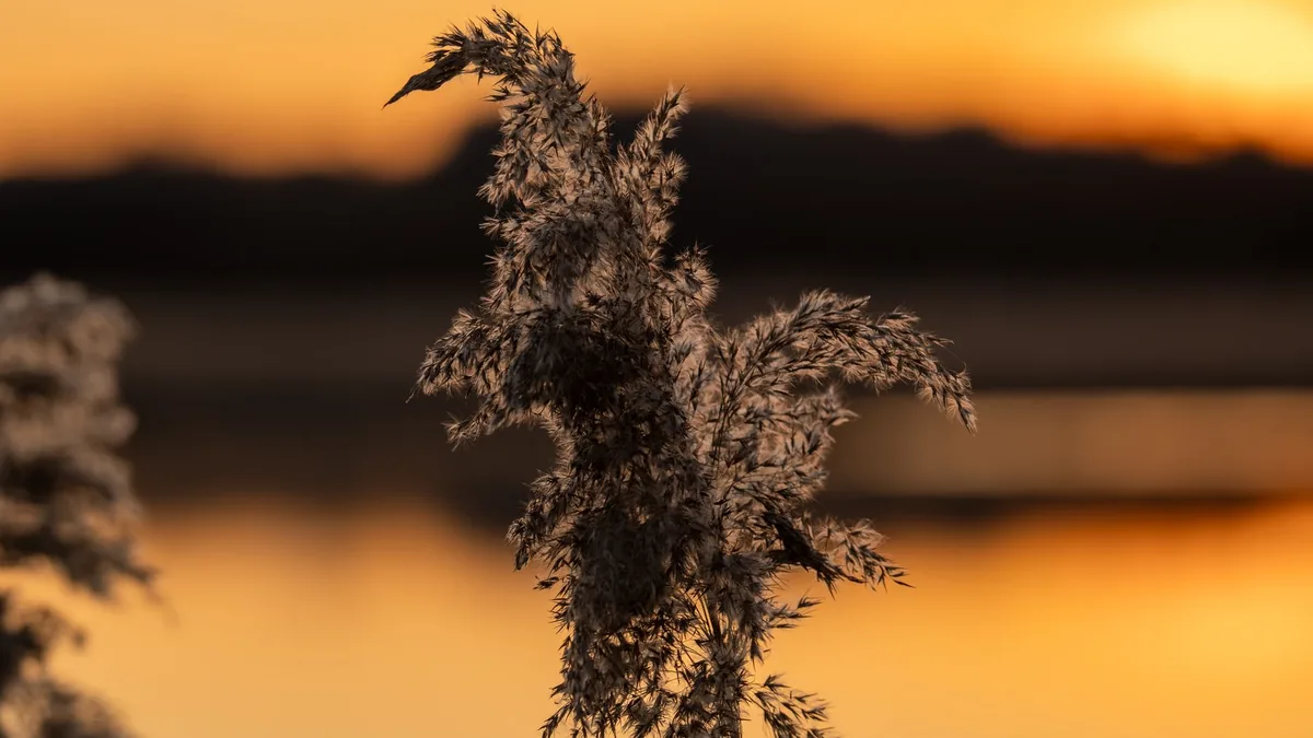 Serene sunset with Phragmites grass silhouetted against a golden sky in Garešnica, Croatia.