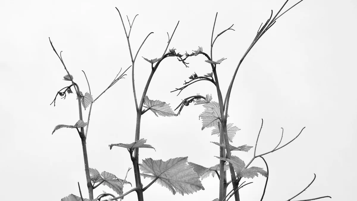 Artistic black and white photo of vine tendrils reaching upward, depicting growth.