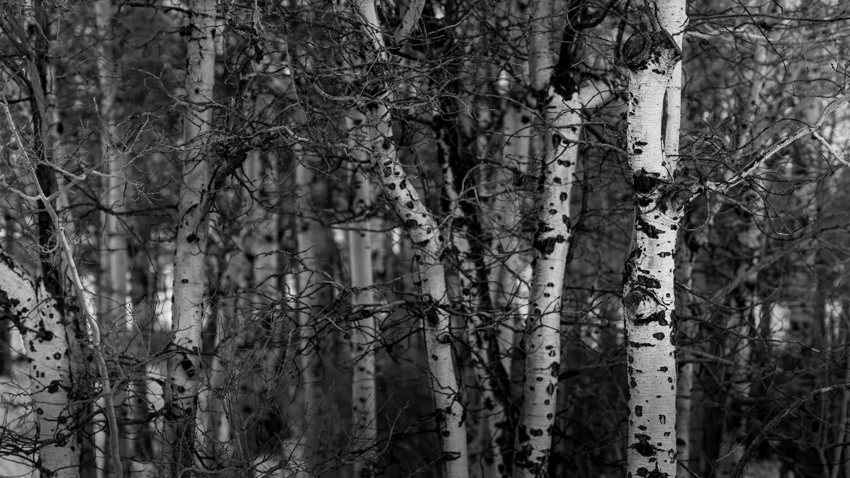 Monochrome image of birch trees in a dense forest, Waterville, WA.